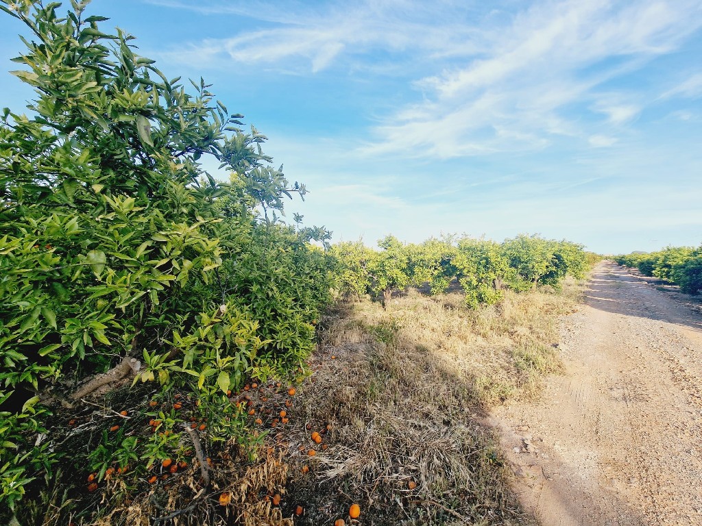 VILLARREAL, 0 ,0,Terreno,EN VENTA,0,1240 VILLARREAL, 0 ,0,Terreno,EN VENTA,0,1240