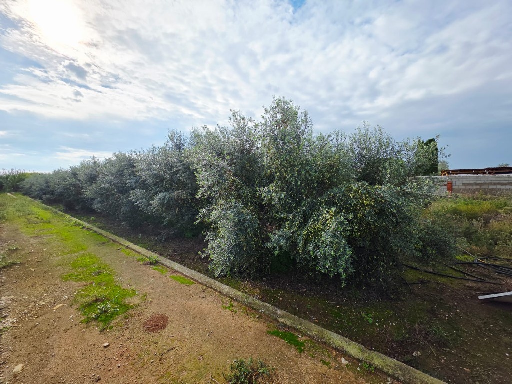 VILLARREAL, 0 ,0,Terreno,EN VENTA,0,1308 VILLARREAL, 0 ,0,Terreno,EN VENTA,0,1308