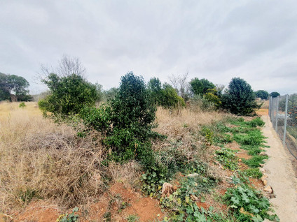 PARTIDA PINELLA, VILLARREAL, 0 ,0,Terreno,EN VENTA,PARTIDA PINELLA,0,1355